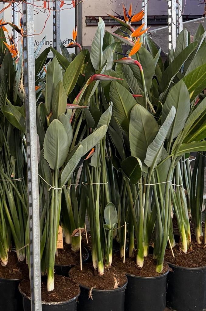 strelitzia reginae, Ophalen, Volle zon