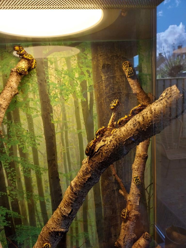 Pachnoda fissipunctum fruitkever, Dieren en Toebehoren