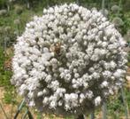 Prei Zaden - Kweek je eigen verse prei, Tuin en Terras, Ophalen of Verzenden, Voorjaar, Volle zon, Zaad