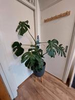 Monstera (gatenplant) 2, Ophalen, 100 tot 150 cm, Overige soorten, Halfschaduw