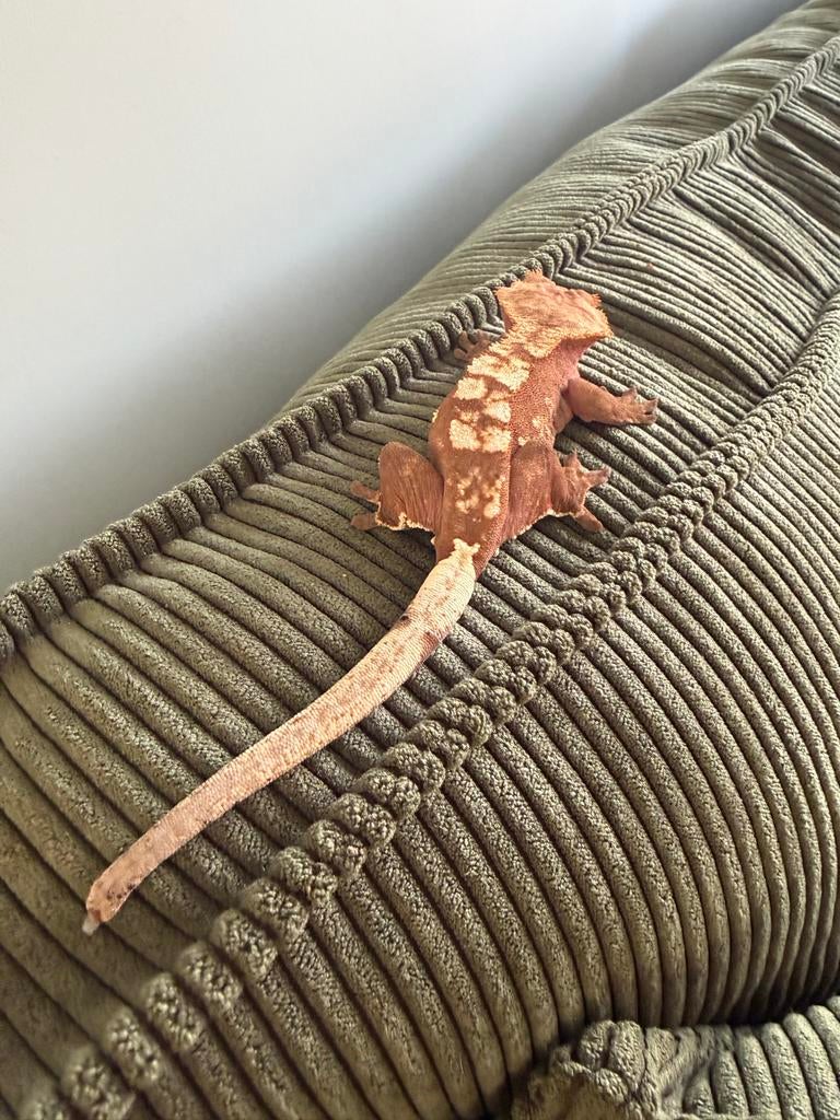 Wimper gekko met terrarium hand tam, Dieren en Toebehoren, Hagedis, Tam, 0 tot 2 jaar