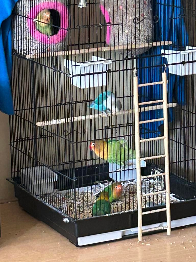 Dwerg papegaaien, Minder dan 60 cm, 110 cm of meer, Ophalen of Verzenden, Zo goed als nieuw