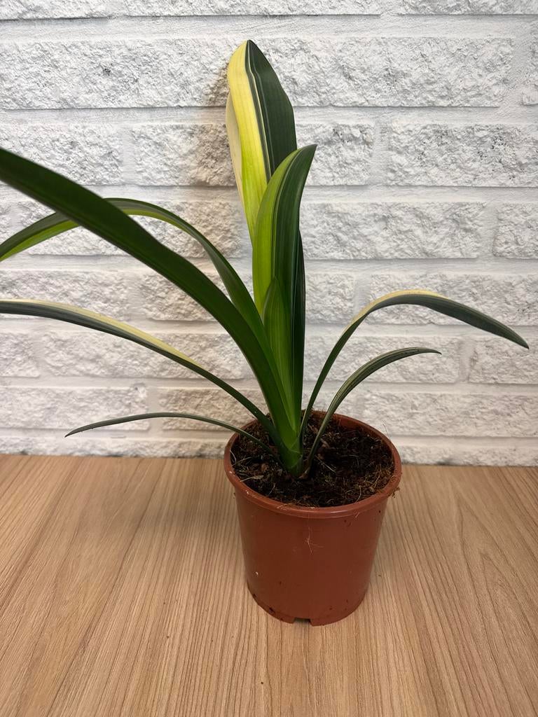Clivia miniata variegata (bont) - Ca. 40 cm hoog, Overige soorten, Vaste plant, Ophalen of Verzenden, Halfschaduw
