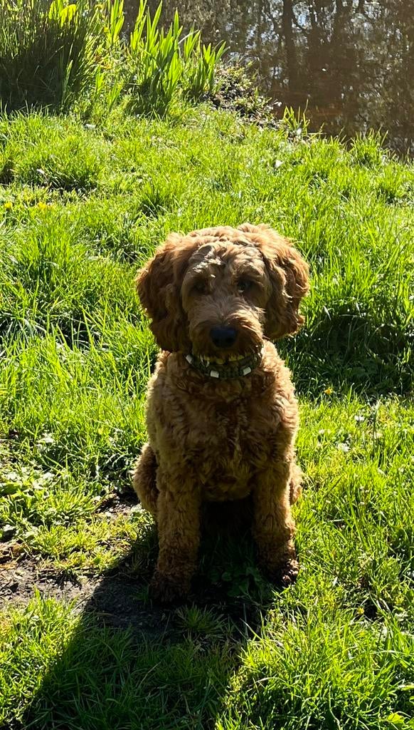 Tekenband of halsband met SNELSLUITING voor honden en katten, Ophalen of Verzenden, Nieuw