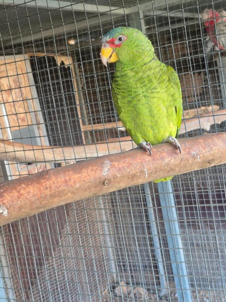 Koop/ gevraagd witvoorhoofd amazone, Dieren en Toebehoren, Vogels | Parkieten en Papegaaien, Papegaai, Vrouwelijk, Geringd