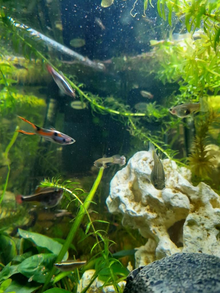 Endler guppen, Dieren en Toebehoren, Vis