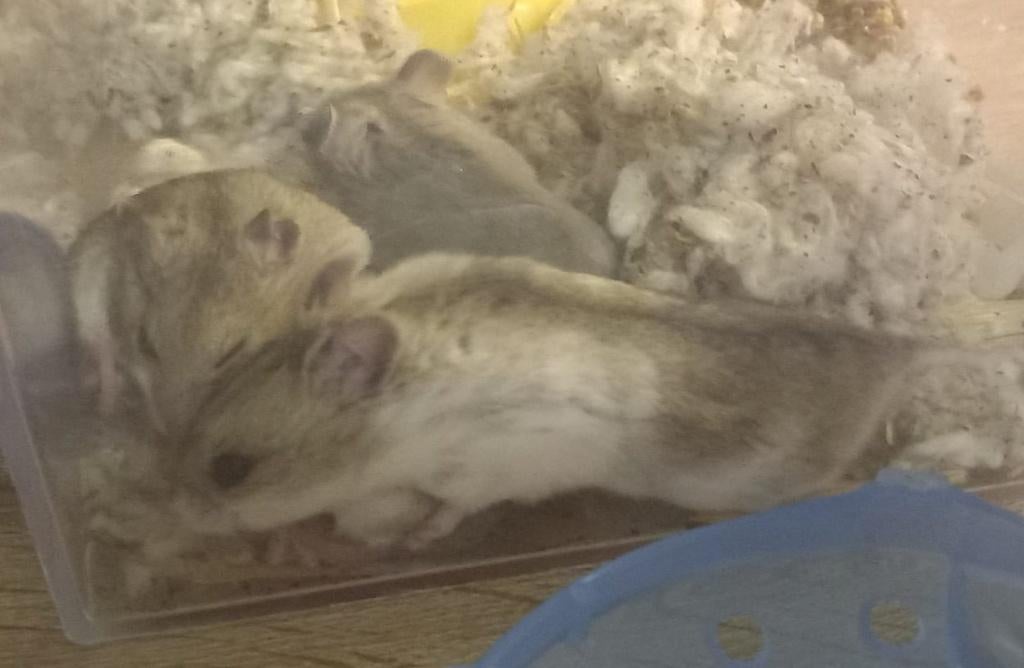 Sweet Chinese Dwerghamsters, Dieren en Toebehoren, Knaagdieren, Meerdere dieren, Hamster, Oktober