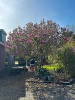 Mooie magnolia boom, Overige soorten, Lente, 400 cm of meer, Ophalen