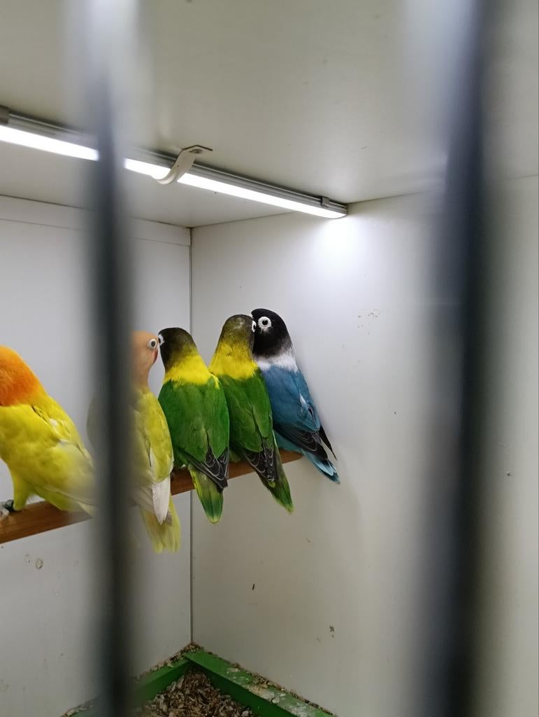 Personatas/fischeries, Meerdere dieren, Dwergpapegaai of Agapornis, Geringd