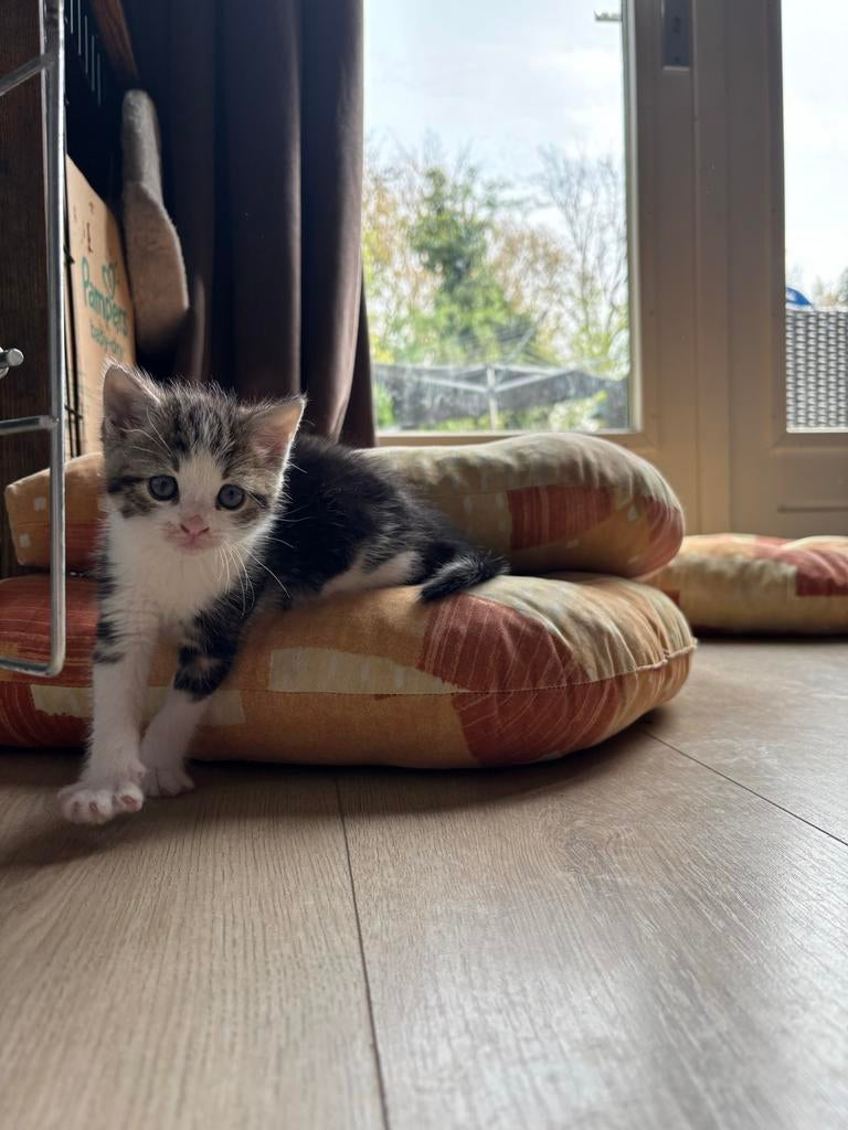 Kitten zoekt een fijn huisje, Dieren en Toebehoren, Katten en Kittens | Overige Katten, Poes, 0 tot 2 jaar