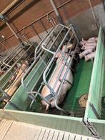 Kraamhokken [240], Meerdere dieren, Geit