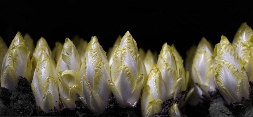 Witlof zaden, Verzenden, Zaad