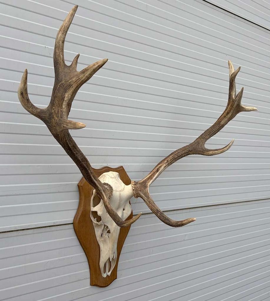 Decoratief EDELHERT GEWEI 12-ender op eikenhouten schild, Ophalen, Gebruikt, Hert, Gewei of Kop