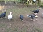 Kalkoenen, Dieren en Toebehoren, Meerdere dieren, Kalkoen