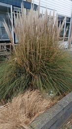 Pampasgras groot, Ophalen, Overige soorten, Volle zon