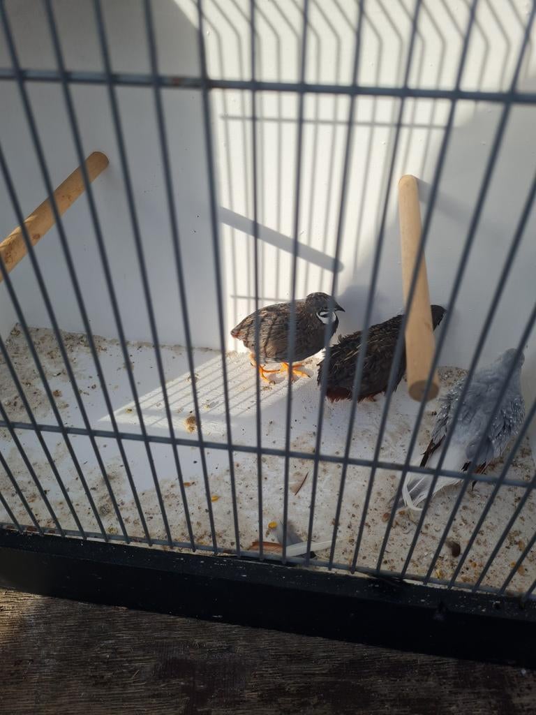 Shineese kwartels, Dieren en Toebehoren, Meerdere dieren