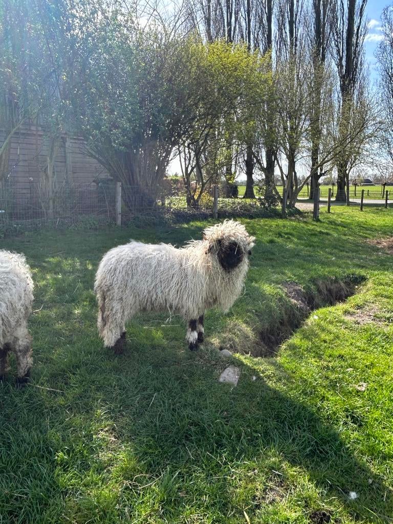 Walliser schwarznase ooi te koop, Vrouwelijk, Schaap