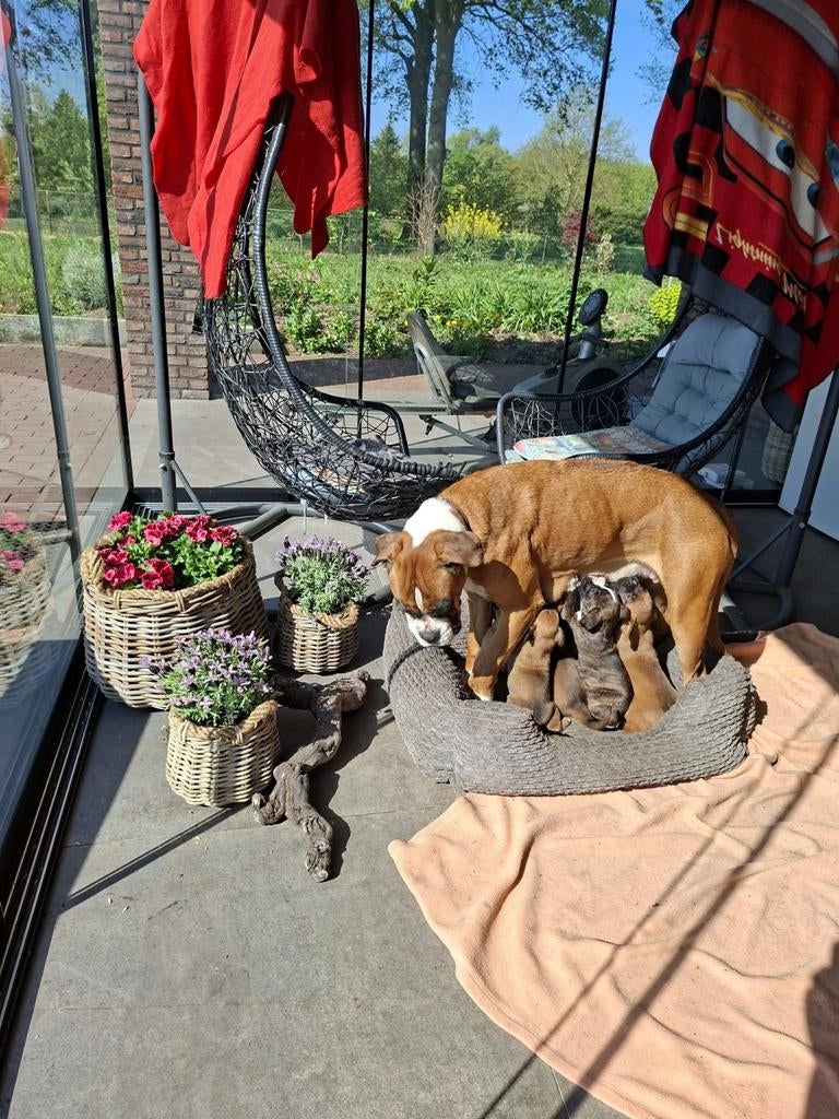 Boxer pups, Dieren en Toebehoren, 8 tot 15 weken, Meerdere, Nederland, Particulier