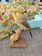 Prachtige nieuw opgezette Japanse nachtegaal, Verzenden, Nieuw, Vogel, Opgezet dier