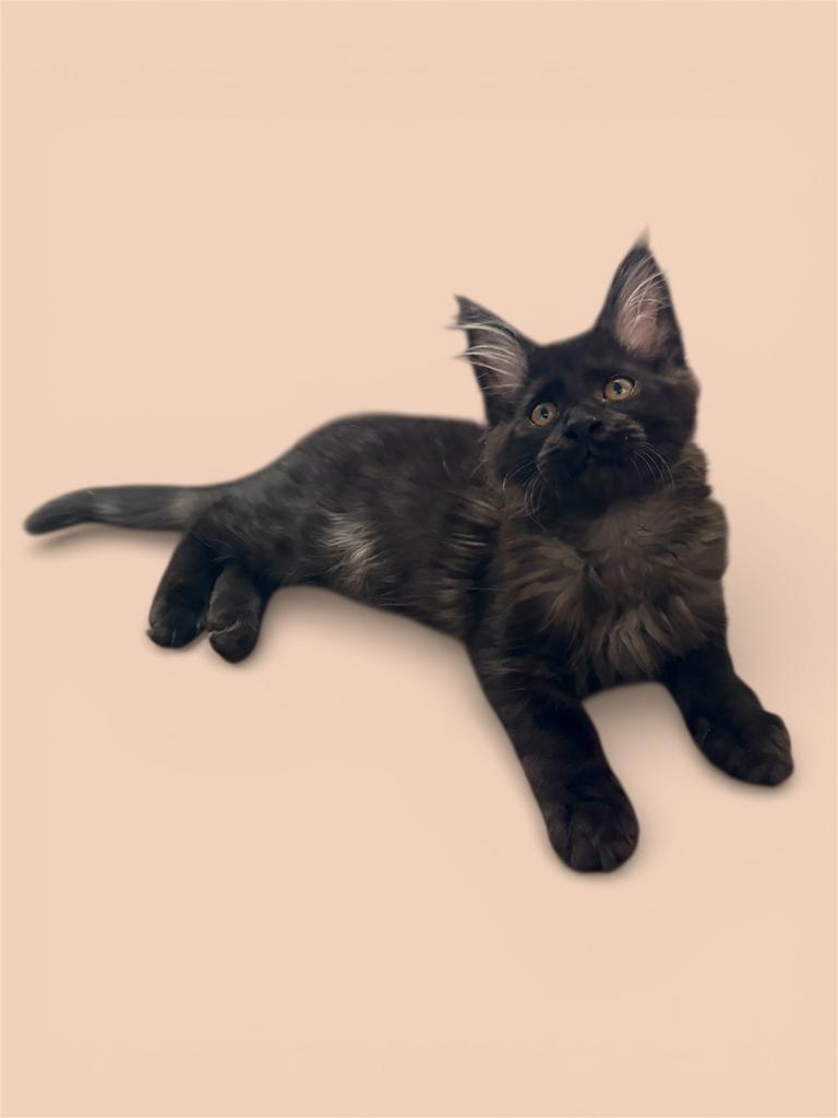 Maine coon poesje met fokrecht uit kampioenslijnen.✅💫🎀, Dieren en Toebehoren, Poes, Kortharig, 0 tot 2 jaar