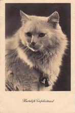 Katten angora felicitatie, Verzenden, 1940 tot 1960, Gelopen, Hond of Kat
