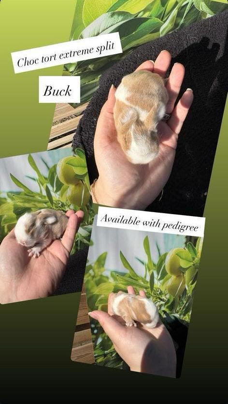 Mega knappe minilop rammetjes & voedster 🩷🩵, Dieren en Toebehoren, Konijnen, Dwerg, Meerdere dieren