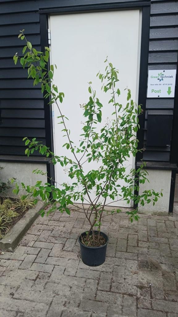 Amelanchier lamarkii meerstammige krent €17,50, Tuin en Terras, Ophalen of Verzenden, Overige soorten, Struik, 100 tot 250 cm