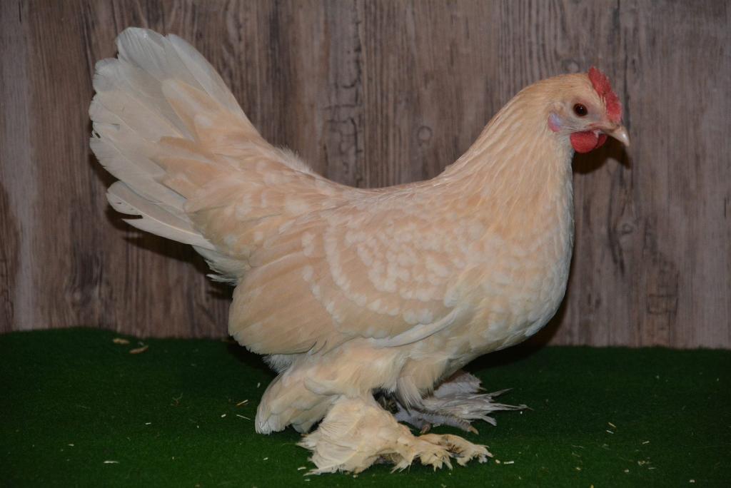 Gevraagd: Sabelpootkriel porcelein, Dieren en Toebehoren, Pluimvee, Vrouwelijk, Kip