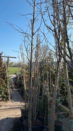 Beste mensen in de aanbieding amonigawa zuil sierkers 34,95, Tuin en Terras, Planten | Bomen, Ophalen, Halfschaduw, Lente, 250 tot 400 cm