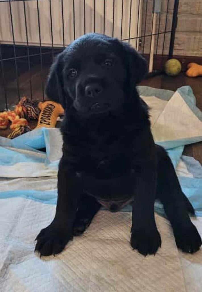 Goed thuis gezocht voor dit broertje en zusje, Dieren en Toebehoren, 15 weken tot 1 jaar, Teef, Labrador retriever, Meerdere