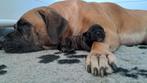 Boerboel pups met SABBS stamboom, Parvo, Overige rassen, 8 tot 15 weken, Meerdere