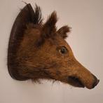 Opgezette everzwijn kop, taxidermie, Verzamelen, Dierenverzamelingen, Ophalen of Verzenden, Gebruikt, Wild dier, Opgezet dier