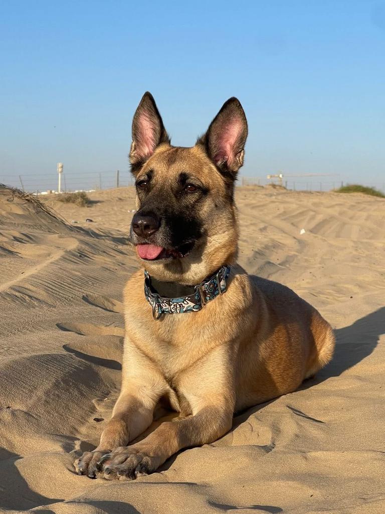 Mechelse Herder Adoptie, Dieren en Toebehoren, Honden | Herdershonden en Veedrijvers, Particulier, Reu, Buitenland, Eén hond