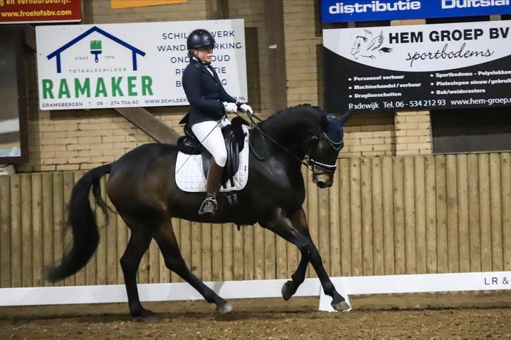 Lieve stoere 9 jarige ruin, Dieren en Toebehoren, Paarden, Gechipt, Ruin, Dressuurpaard, L