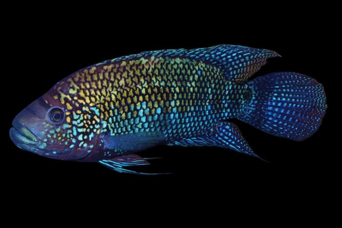 Midden Amerikaanse Cichliden: Rocio octofasciata, Vis, Zoetwatervis