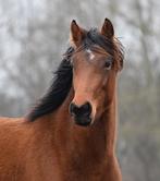 Paard, Dieren en Toebehoren, Paarden, Merrie, Springpaard, Met stamboom, 3 tot 6 jaar