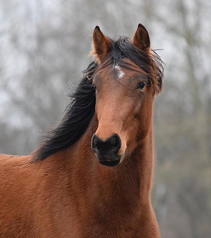 Paard, Dieren en Toebehoren, Paarden, Merrie, Onbeleerd, 160 tot 165 cm, 3 tot 6 jaar, Springpaard, Met stamboom, Gechipt, Ontwormd