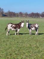 Te koop 2 super mooie bonte ezel merries drachtig !!, Dieren en Toebehoren, Overige Dieren, Maart