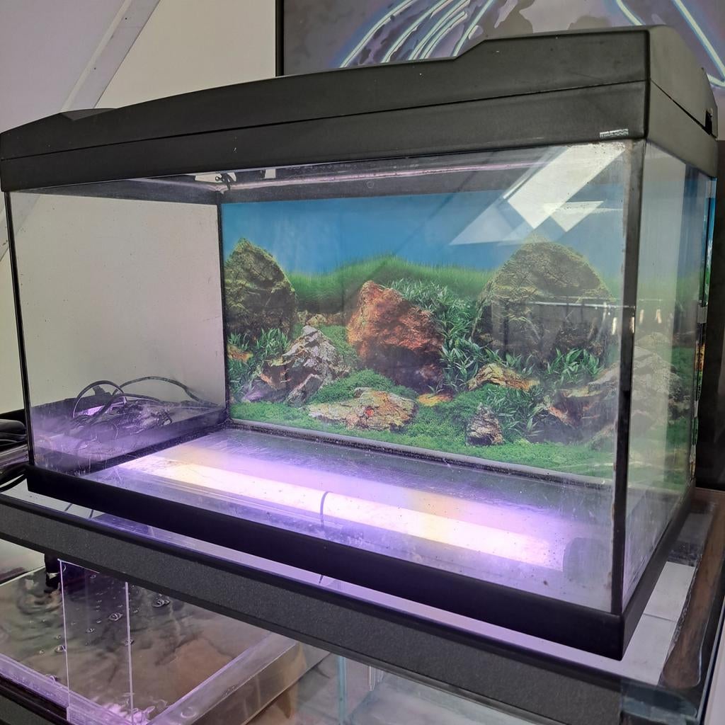 Complete aquarium met Malawi cichliden, Dieren en Toebehoren, Vissen | Aquariumvissen, Vis