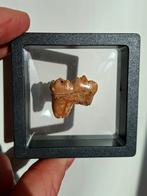 Holenbeer kies fossiel ijstijd., Ophalen of Verzenden, Fossiel