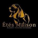 Basset Hound, Nederland, 8 tot 15 weken, Parvo, Meerdere