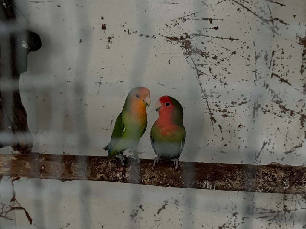 Agropornis, dwergpapegaaien. 2 jaar oud. Broed koppel, Dieren en Toebehoren, Vogels | Parkieten en Papegaaien