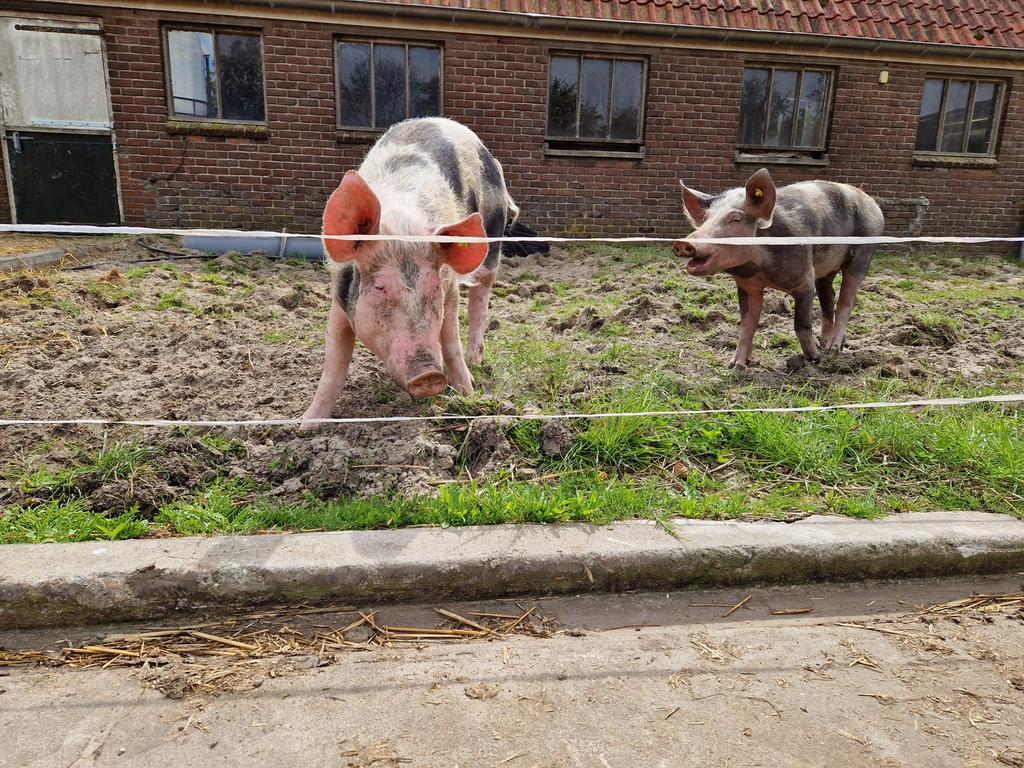 2 pietrain varkens, Vrouwelijk, Varken, 0 tot 2 jaar