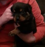 Grove ras zuivere rottweiler pups (1reu/1teef beschikbaar), 8 tot 15 weken, Meerdere, Meerdere dieren, Rottweiler