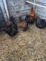 5 Wyandotte Krielkippen + haantje, Vrouwelijk, Kip