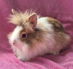 Schattige fluffy dwerg konijnen