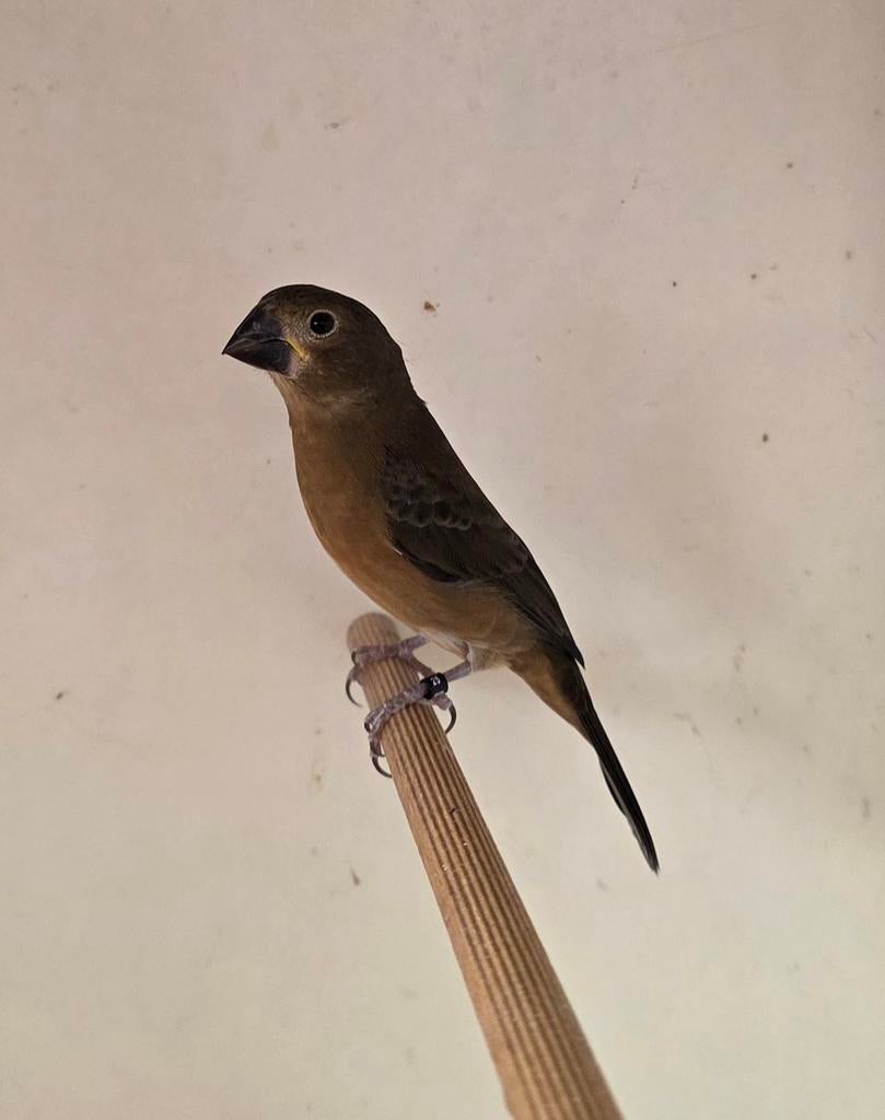 twatwa / twa twa jongeman, Mannelijk, Tropenvogel, Geringd