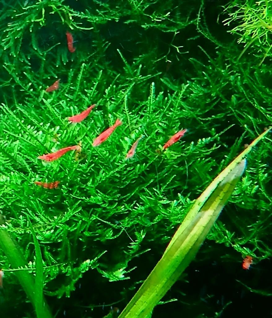 Mooie rode vuurtjes te koop €10,00 per 15 stuks, Dieren en Toebehoren, Vissen | Aquariumvissen, Kreeft, Krab of Garnaal