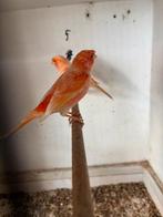 Rode kanaries, Dieren en Toebehoren, Vogels | Kanaries, Mannelijk, Kleurkanarie