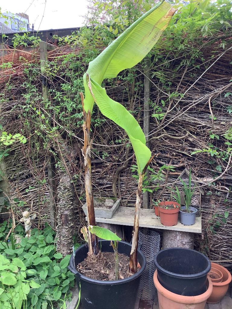 Bananenplant, Tuin en Terras, Ophalen, Vaste plant, Overige soorten, Volle zon
